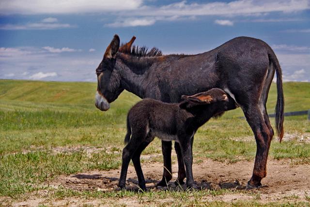 128 custer state park, burro.JPG